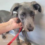 Enlarge Chica, a Adoptable mixed breed in Commerce, TX image 3/3