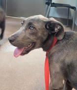 Enlarge Chica, a Adoptable mixed breed in Commerce, TX image 2/3