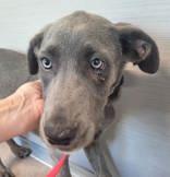 Chica, Adoptable, Young Female Hound.