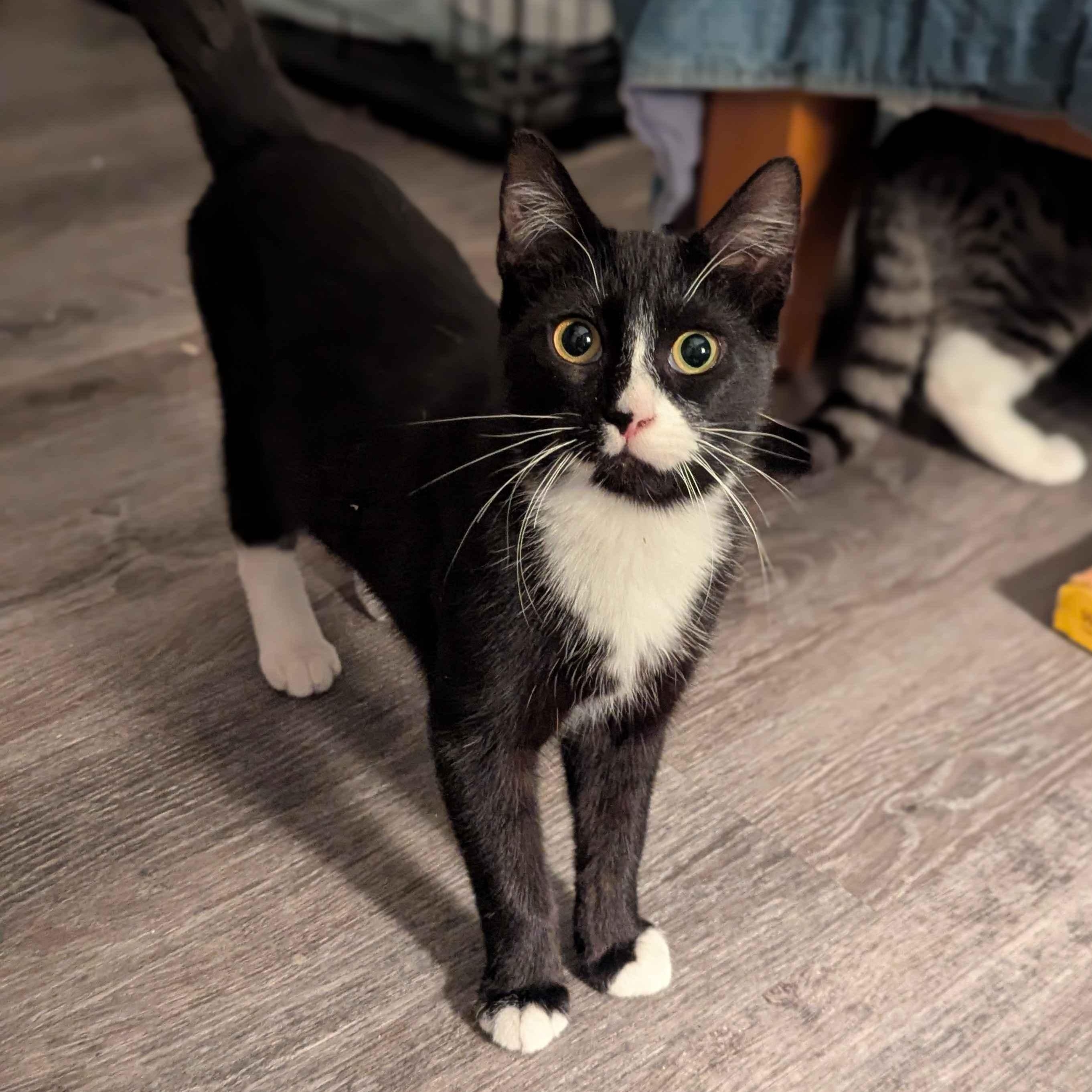 Enlarge Luke, a Adoptable Domestic Short Hair in Weehawken, NJ image 1/4