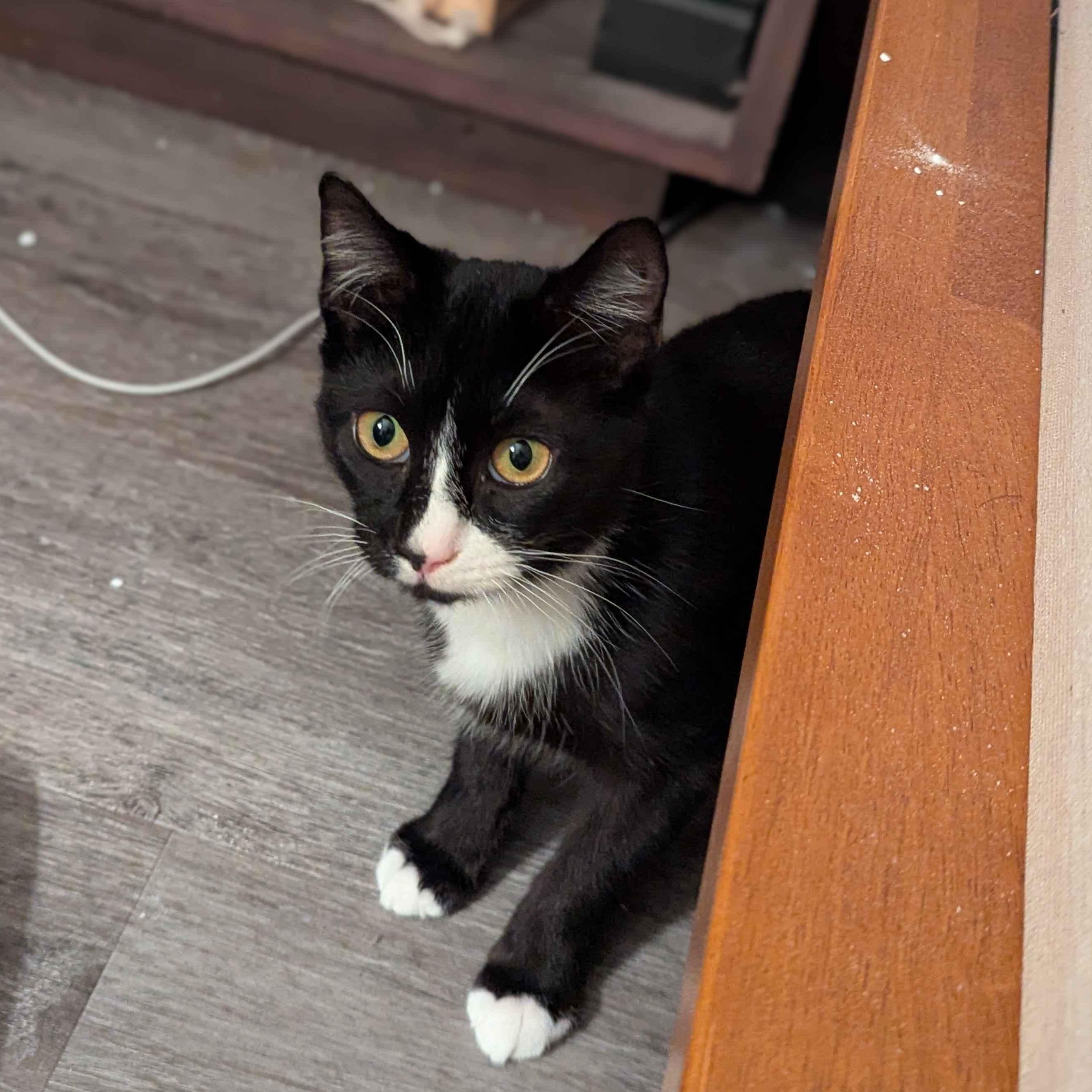 Enlarge Luke, a Adoptable Domestic Short Hair in Weehawken, NJ image 3/4