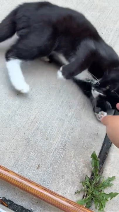 Enlarge Luke, a Adoptable Domestic Short Hair in Weehawken, NJ video 4/4