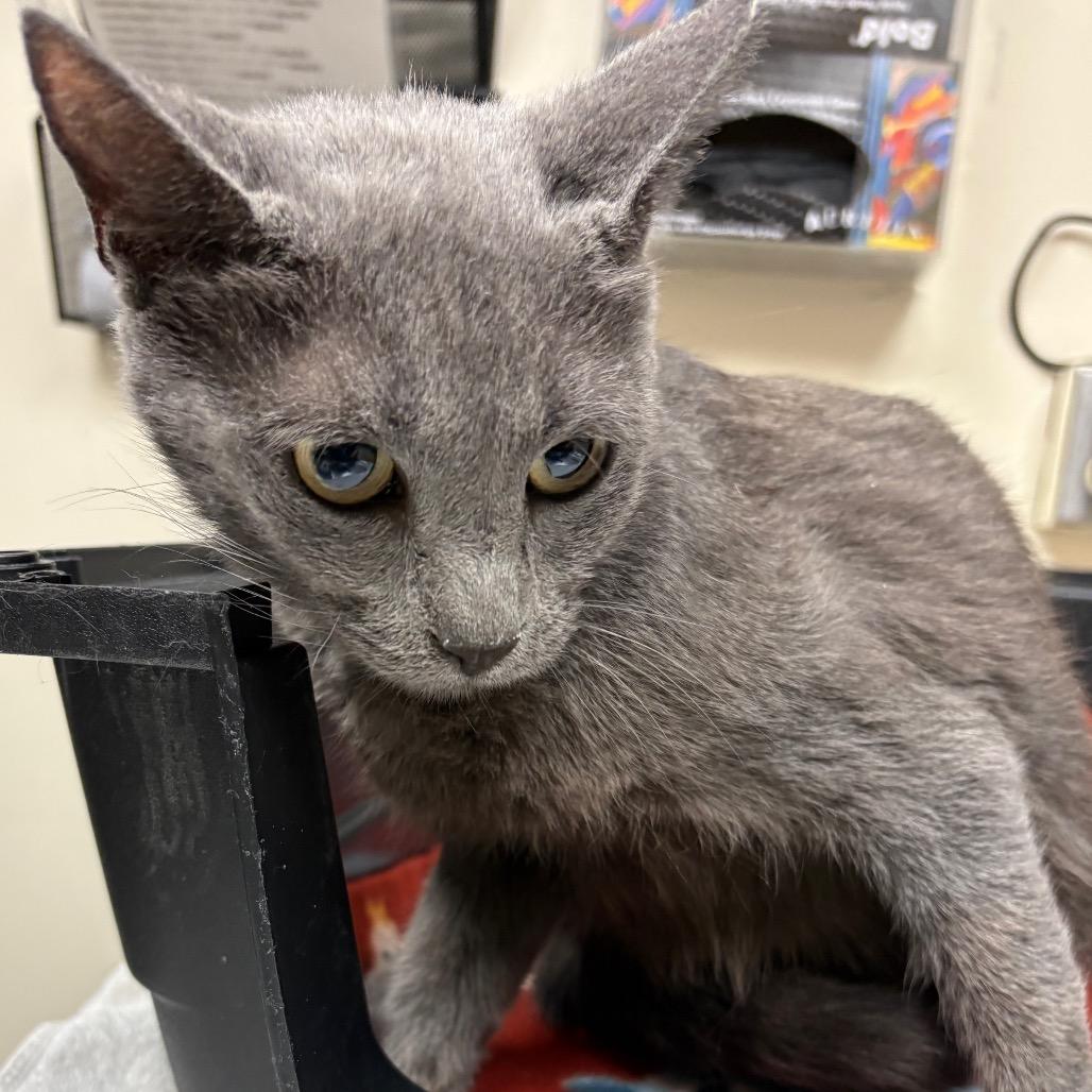 Enlarge Carrol, a Adoptable Domestic Short Hair in Lakeland, FL image 1/1