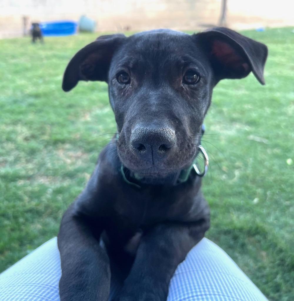 Luigi, Adoptable, Puppy Male Shepherd & Pit Bull Terrier.