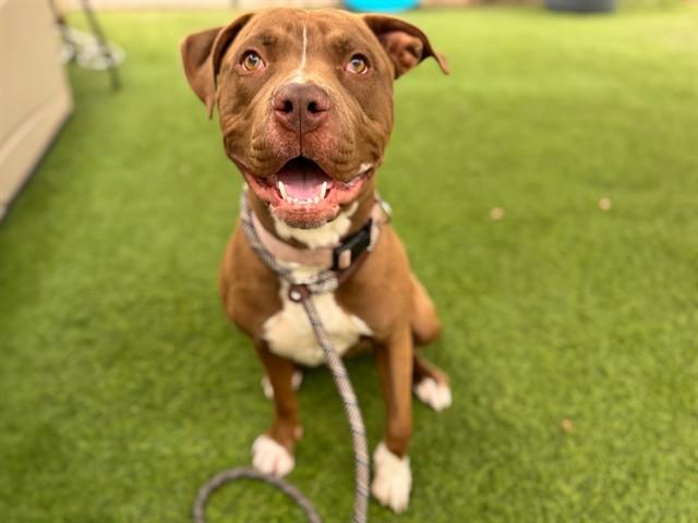 PANINI, Adoptable, Young Female Pit Bull Terrier & Mixed Breed.