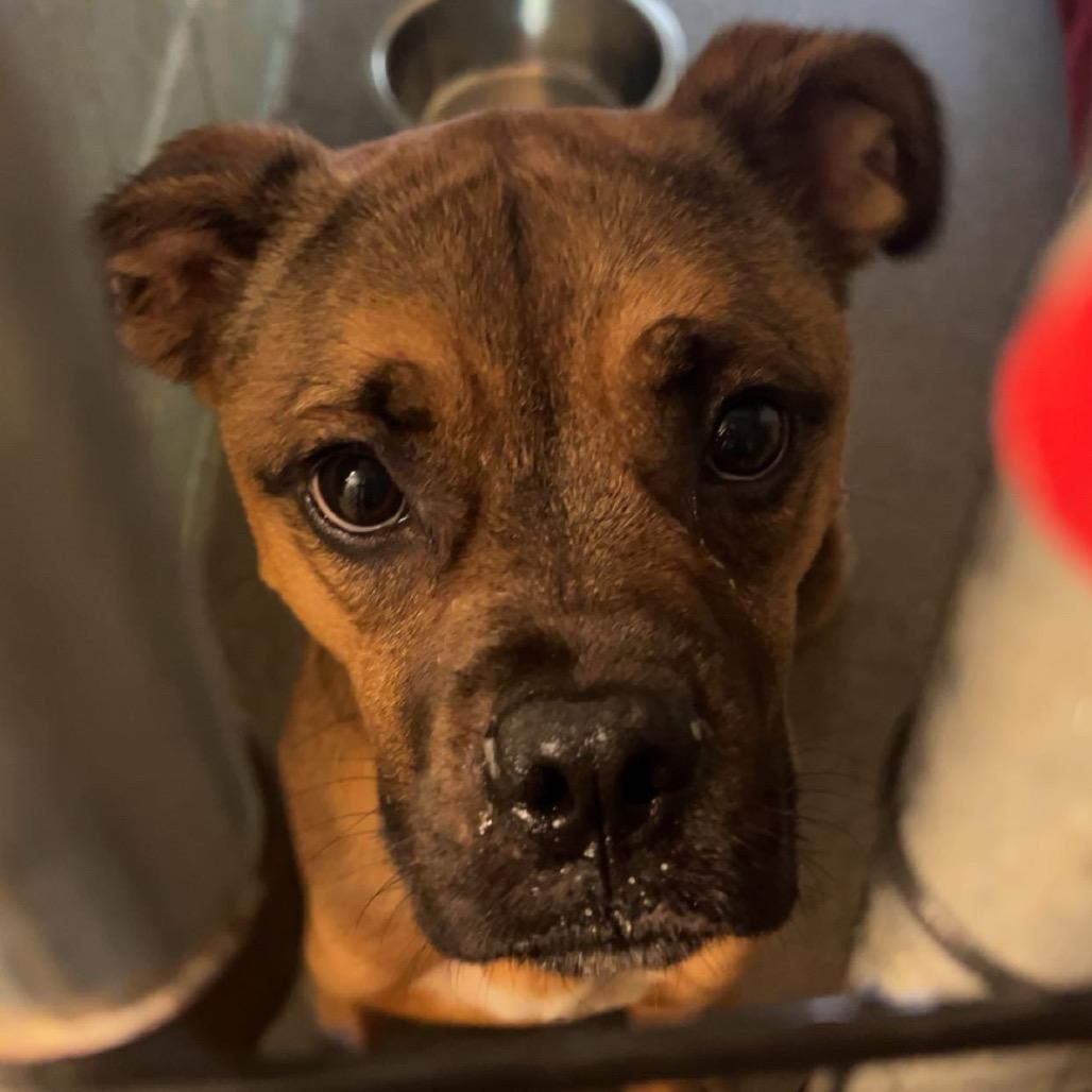 Enlarge Funky Monkey, a Adoptable mixed breed in Columbia, MO image 1/3