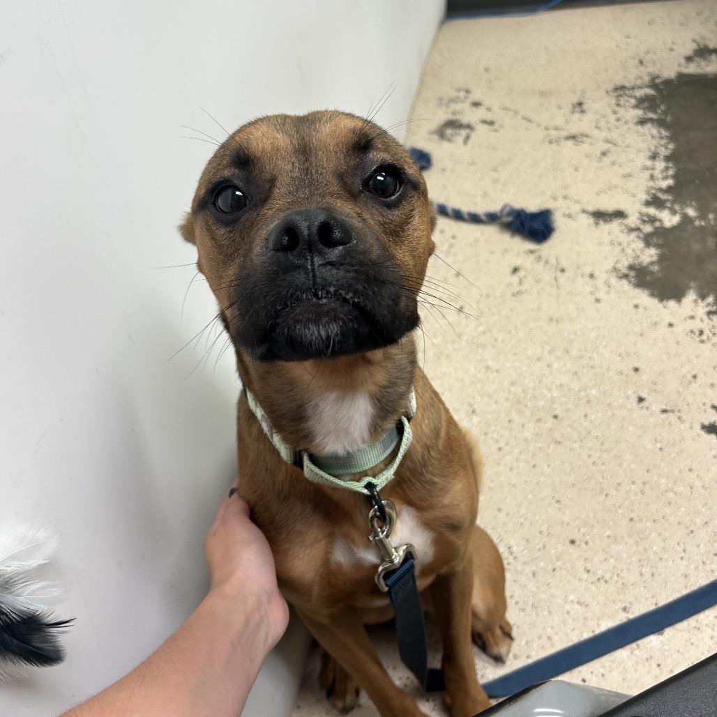 Enlarge Funky Monkey, a Adoptable mixed breed in Columbia, MO image 2/3