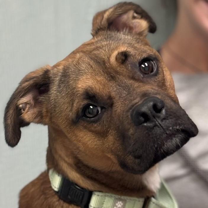Enlarge Funky Monkey, a Adoptable mixed breed in Columbia, MO image 3/3