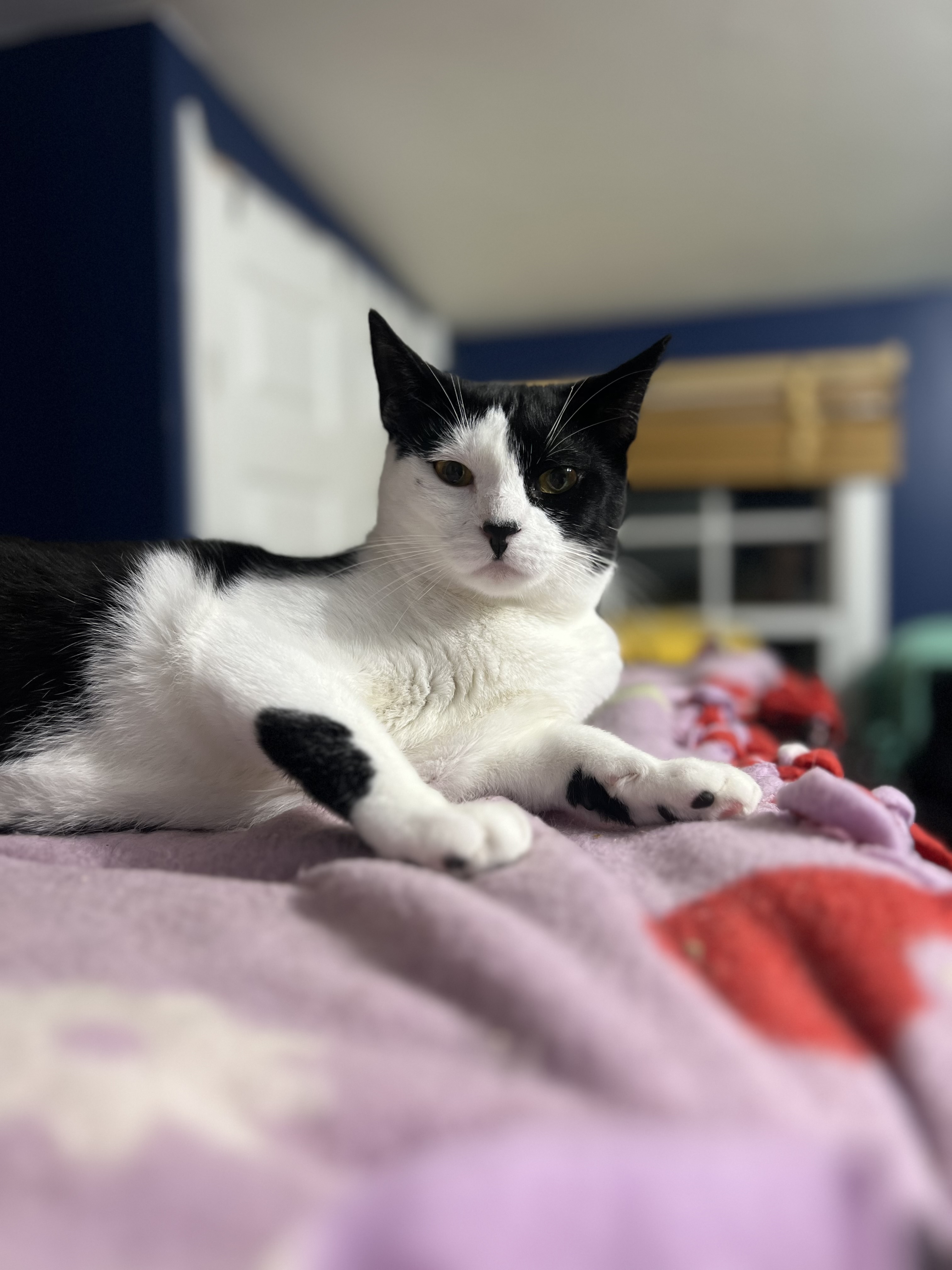 Razzle, Adoptable, Young Male Domestic Short Hair.