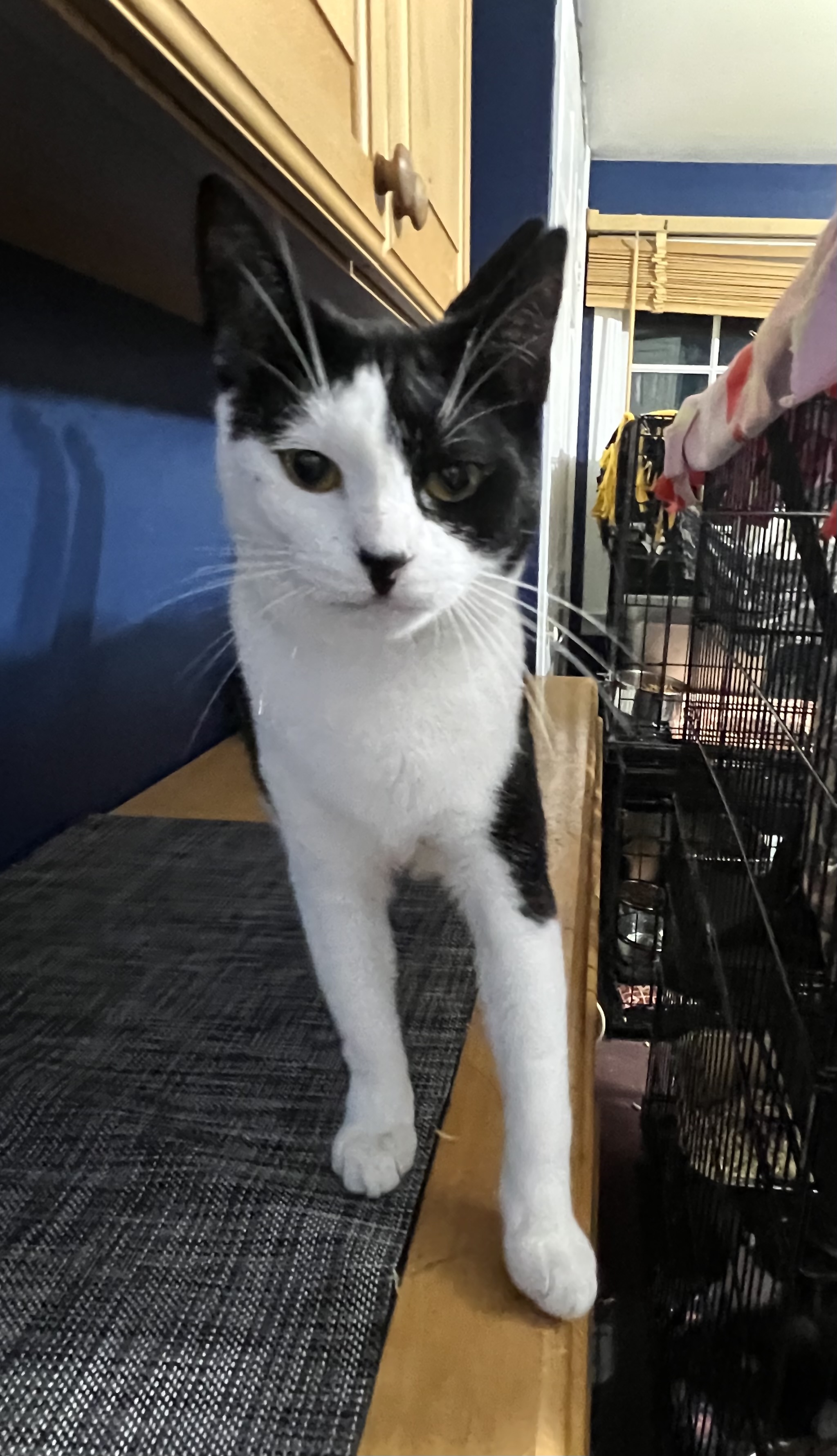 Razzle, a Adoptable Domestic Short Hair image 2/5