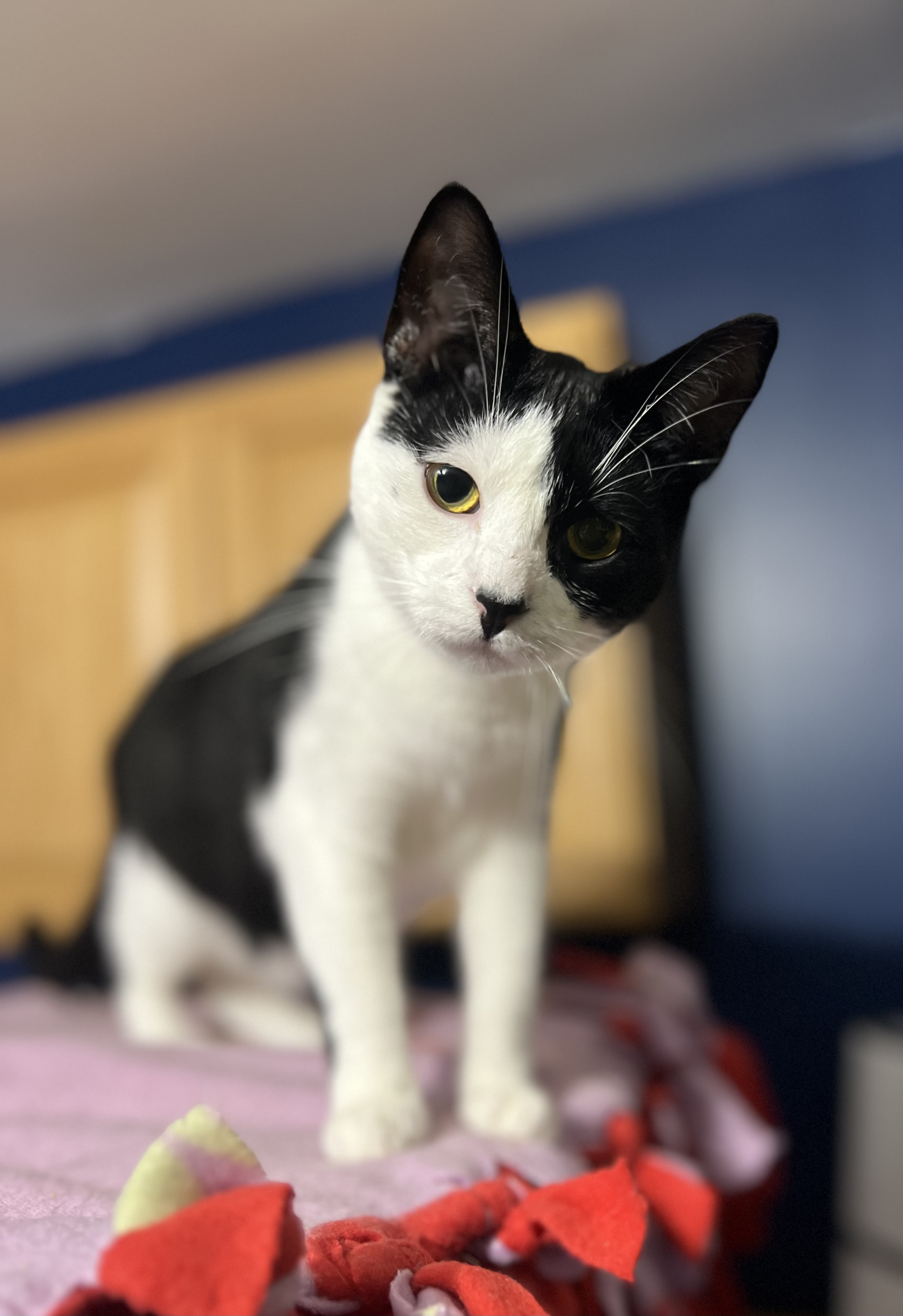 Razzle, a Adoptable Domestic Short Hair image 3/5