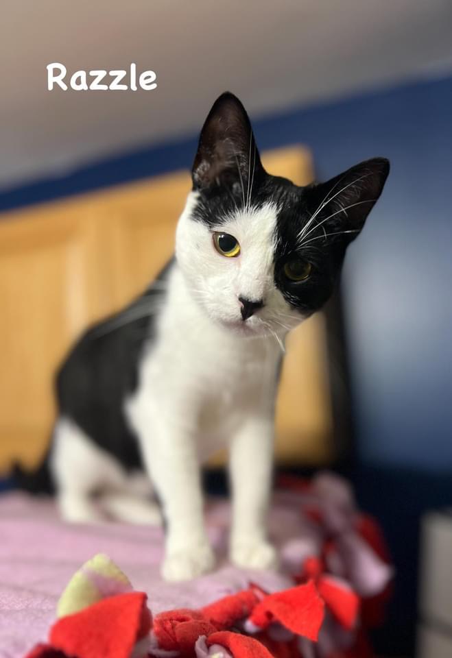 Razzle, a Adoptable Domestic Short Hair image 4/5