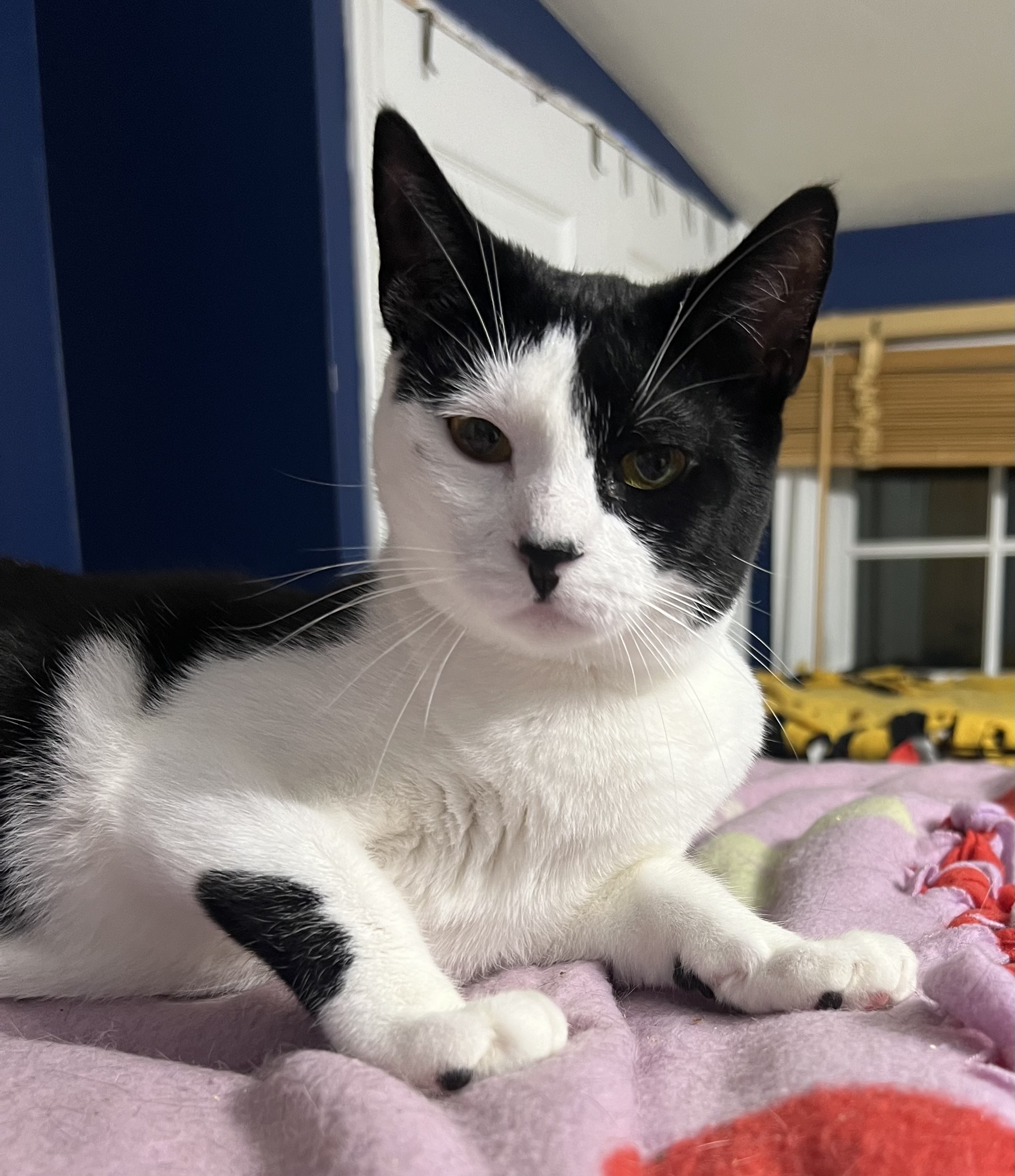 Razzle, a Adoptable Domestic Short Hair image 5/5