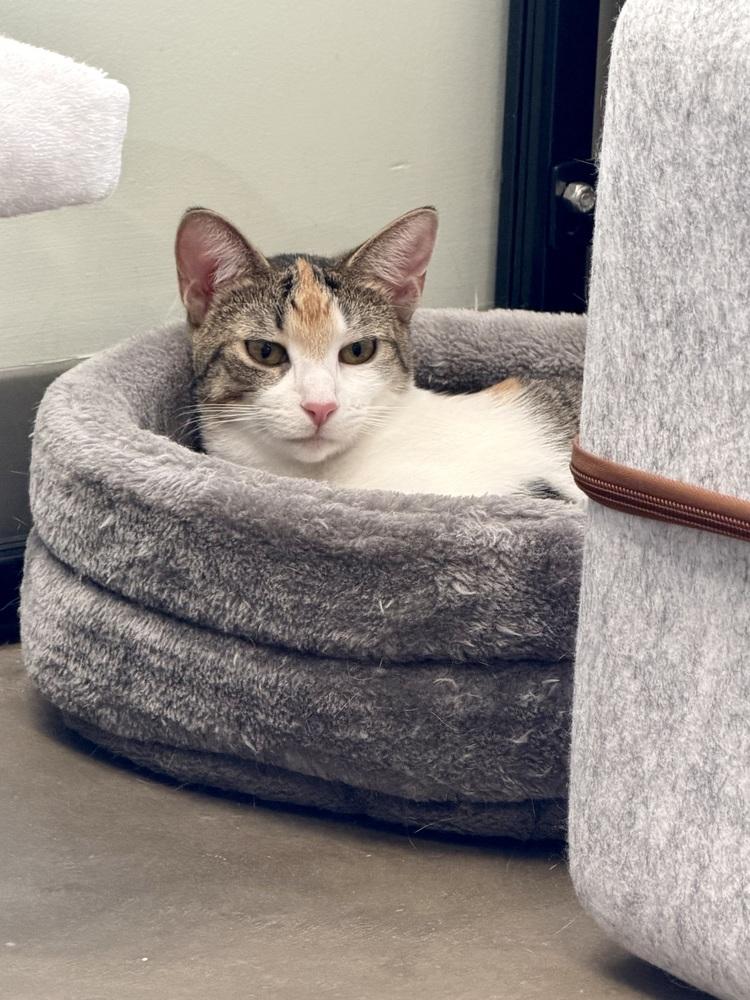 Lydia-must go with a friend, Adoptable, Kitten Female Domestic Short Hair.