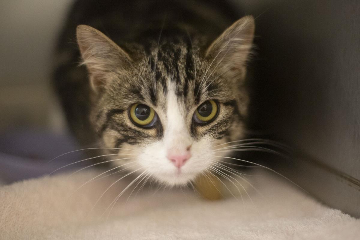 Enlarge May, a Adoptable mixed breed in Mountain Home, AR image 1/1