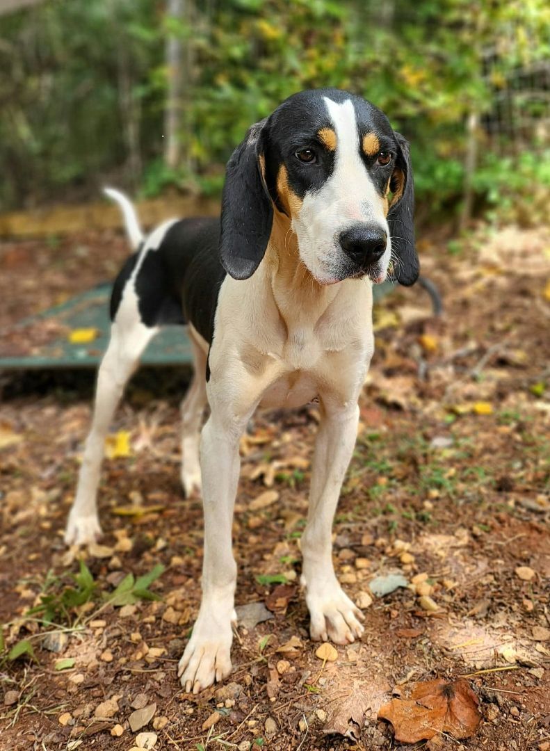 Brittany, Adoptable, Adult Female Treeing Walker Coonhound.
