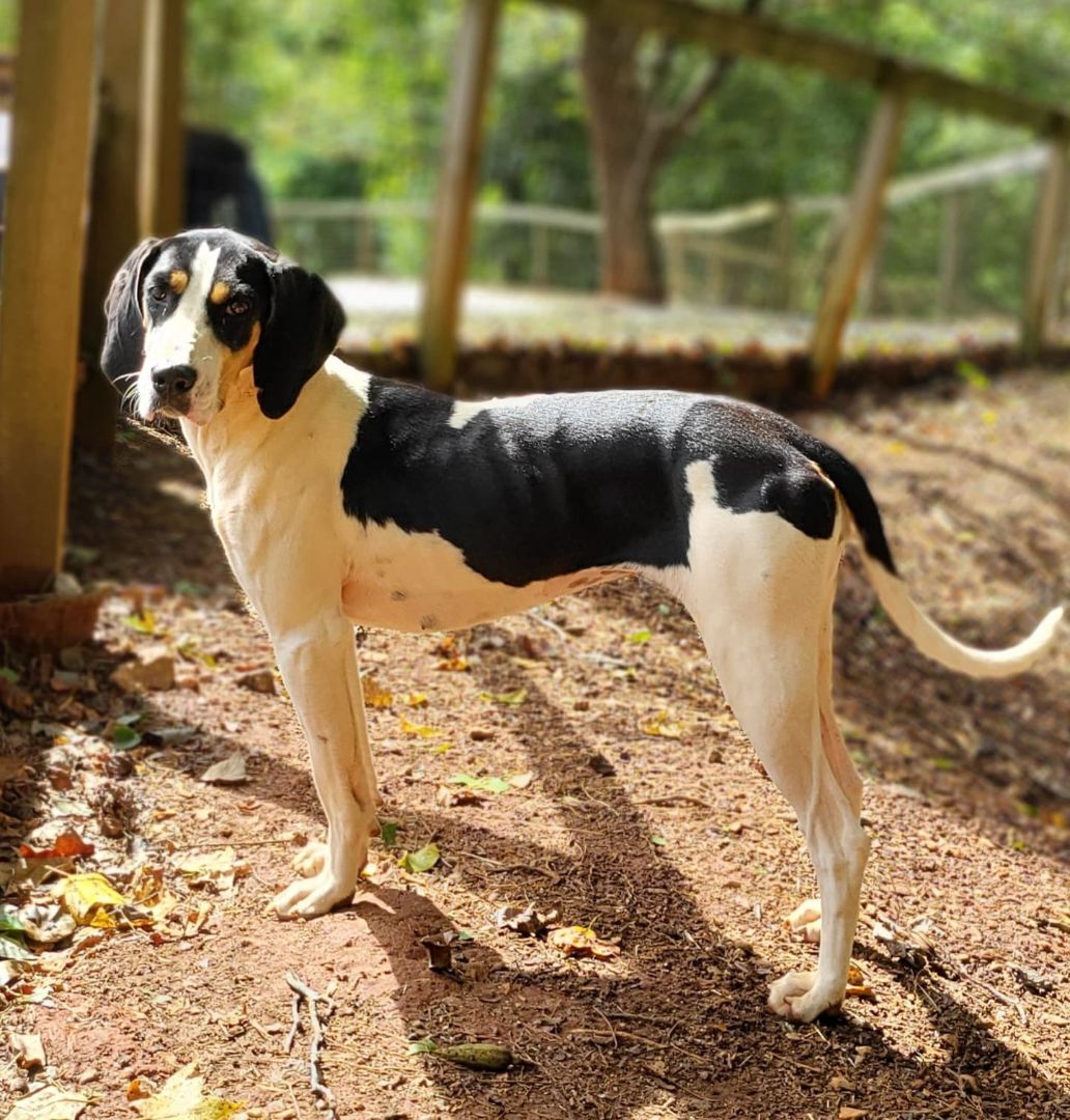 Enlarge Brittany, a Adoptable Treeing Walker Coonhound in Landrum, SC image 2/9