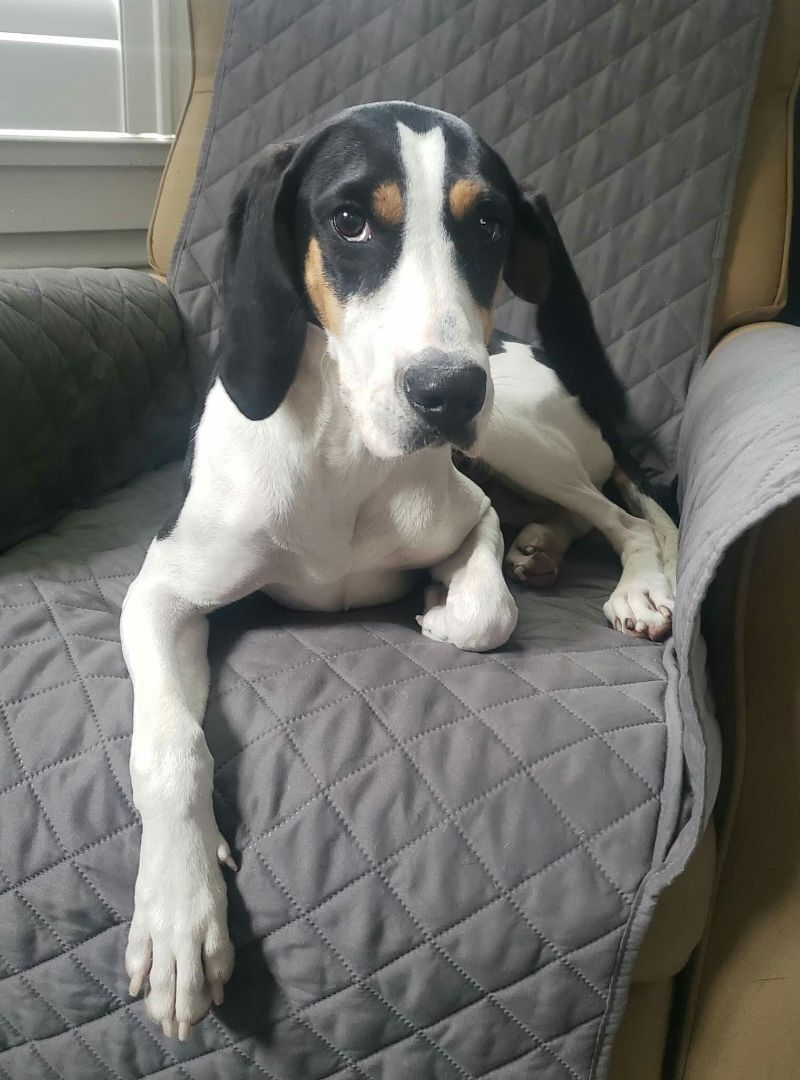 Enlarge Brittany, a Adoptable Treeing Walker Coonhound in Landrum, SC image 3/9
