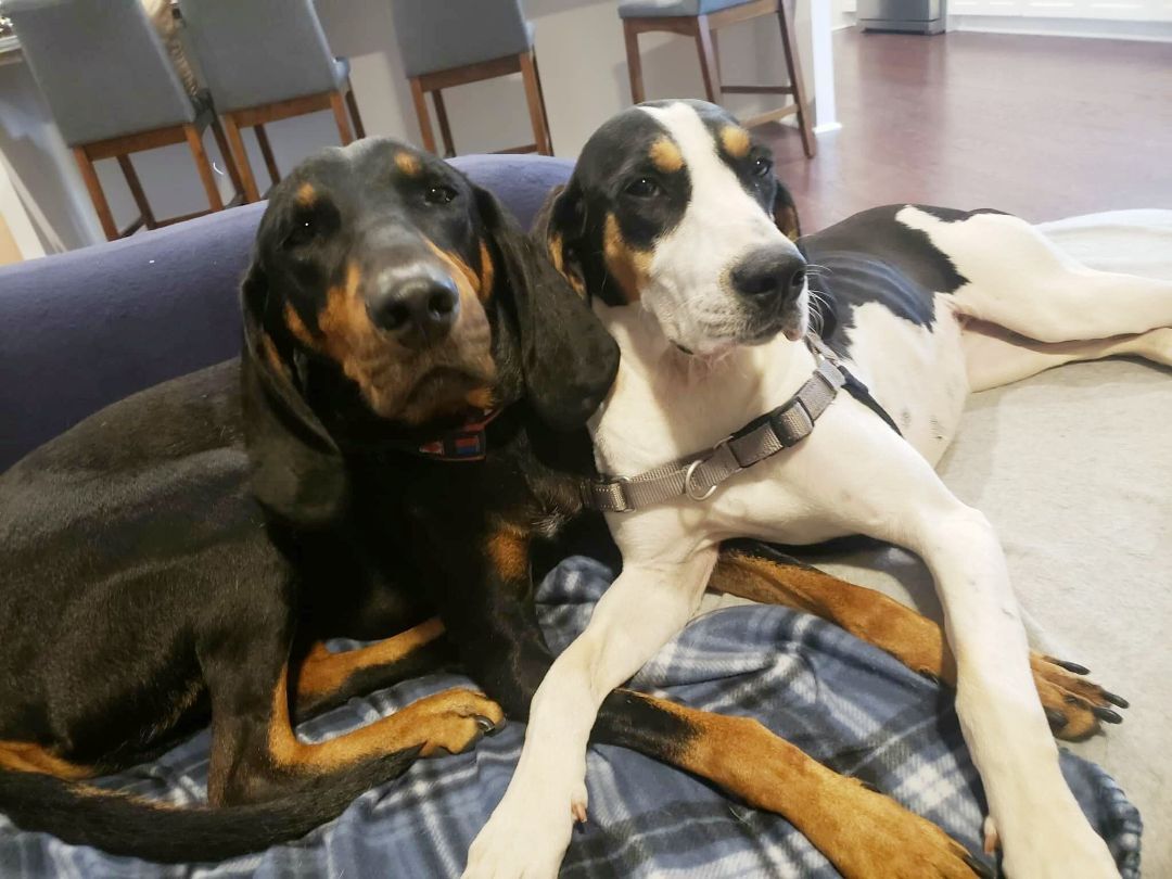 Enlarge Brittany, a Adoptable Treeing Walker Coonhound in Landrum, SC image 4/9