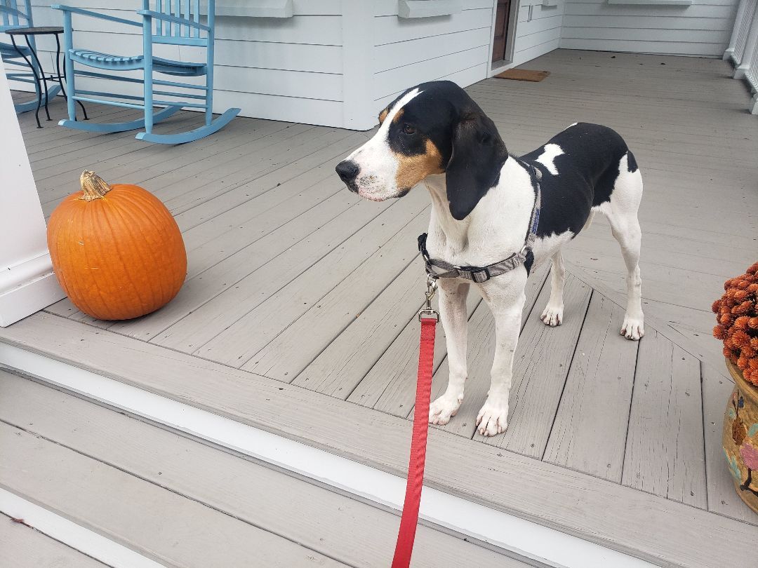 Enlarge Brittany, a Adoptable Treeing Walker Coonhound in Landrum, SC image 5/9