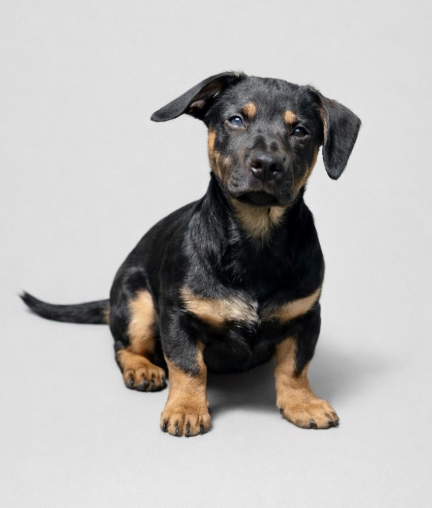 Andy, a ADOPTABLE mixed breed in Bethel, CT image 4/6