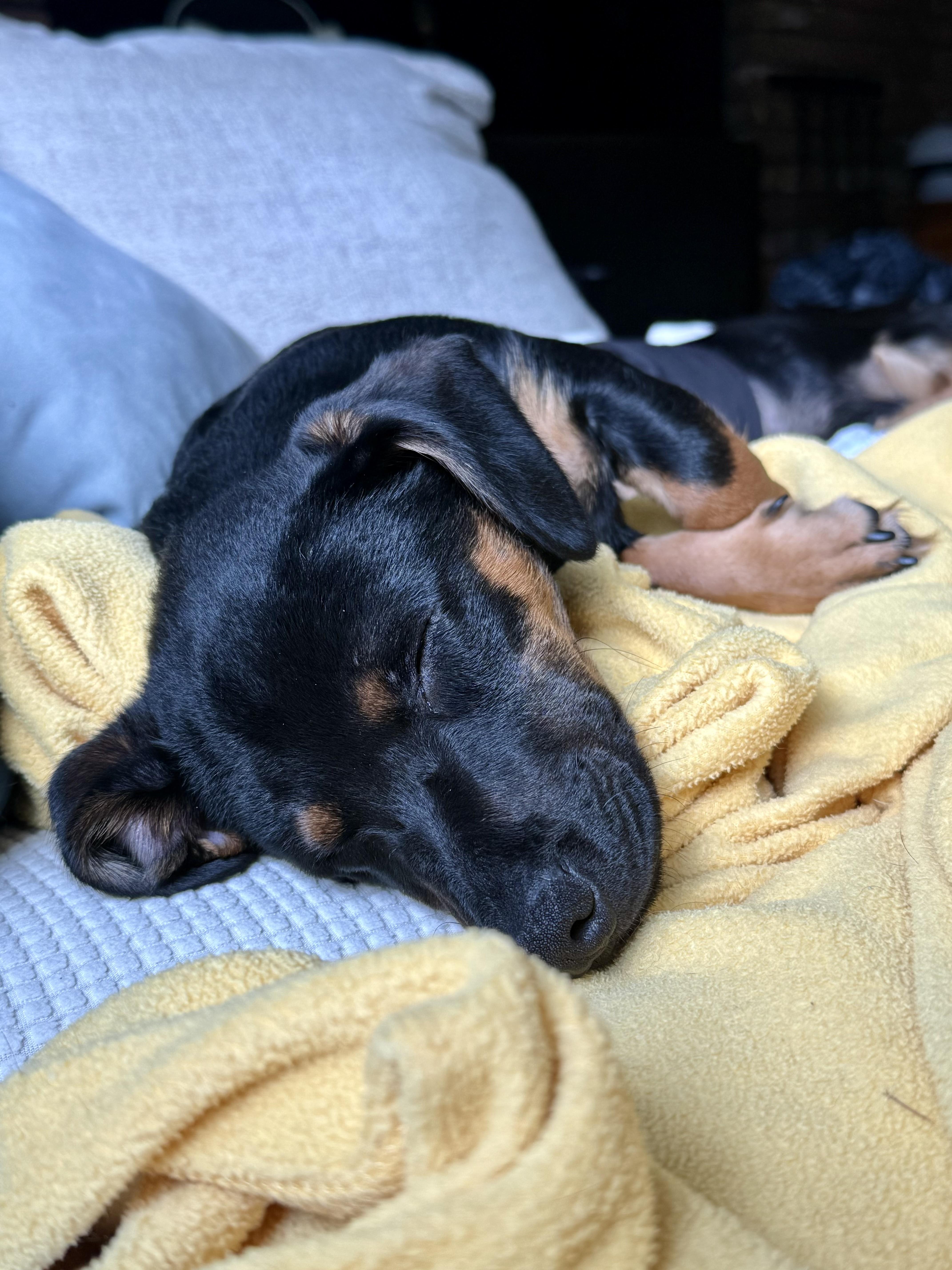 Andy, a ADOPTABLE mixed breed in Bethel, CT image 6/6