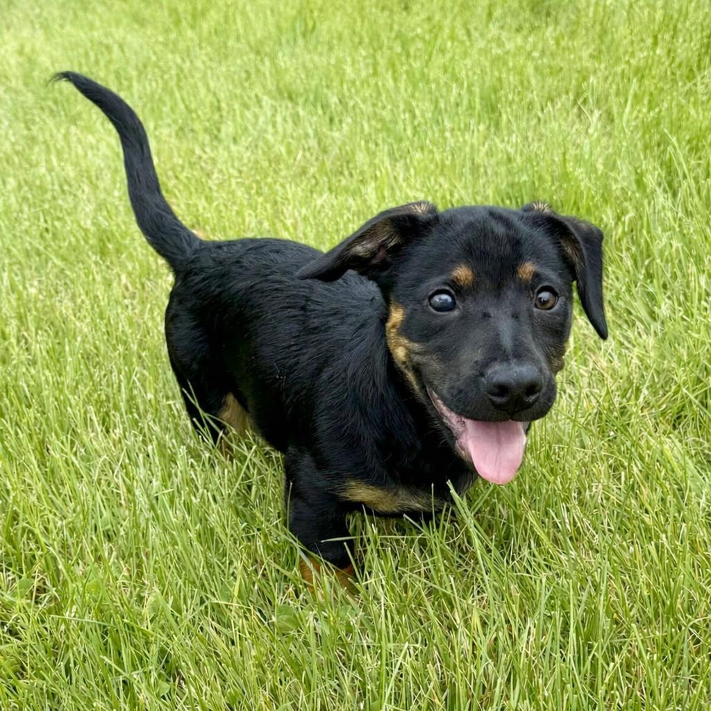 Andy, a ADOPTABLE mixed breed in Bethel, CT image 1/6