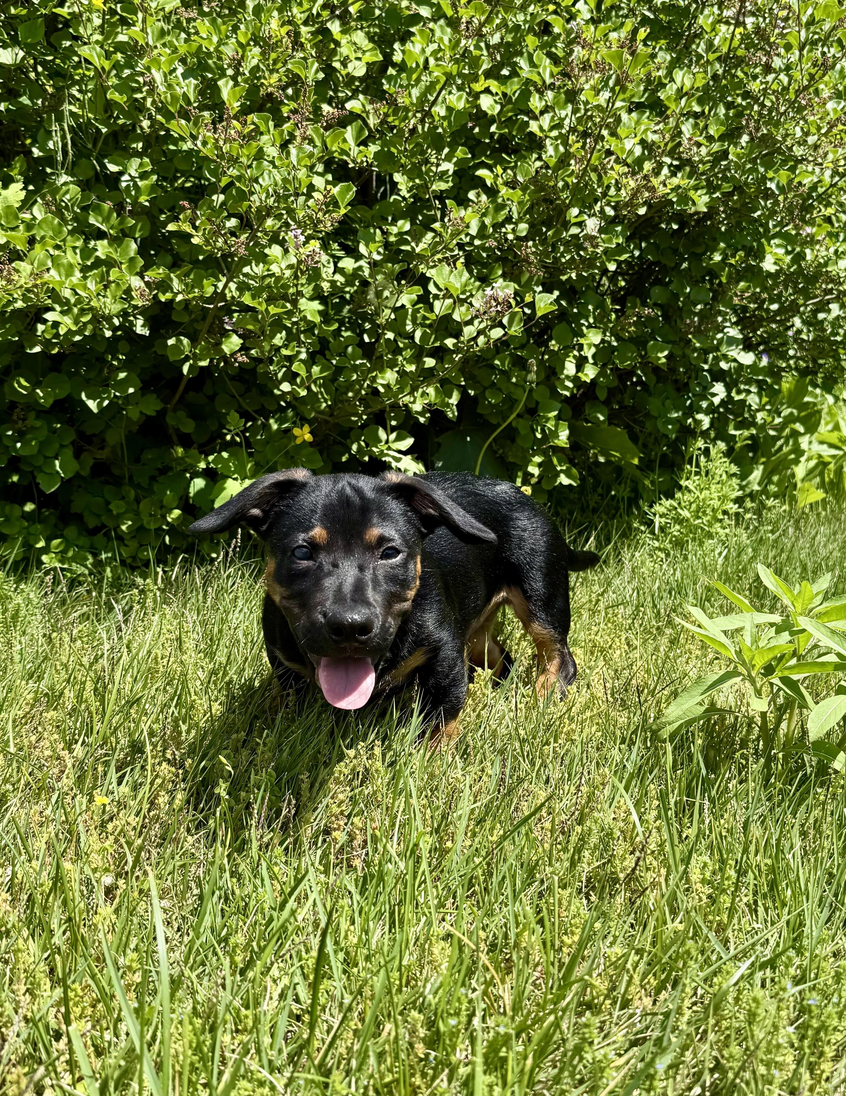 Andy, a ADOPTABLE mixed breed in Bethel, CT image 5/6