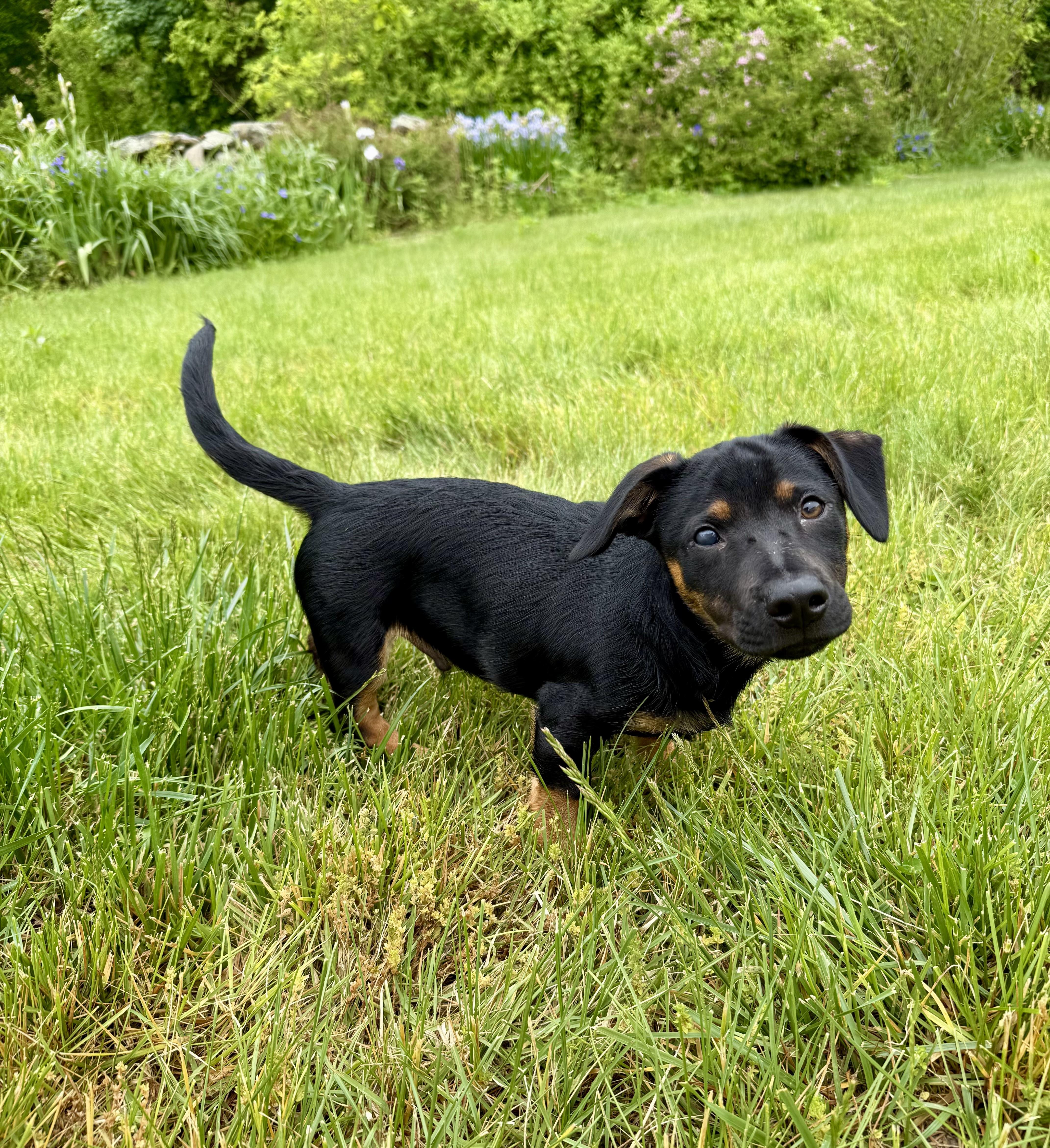 Andy, a ADOPTABLE mixed breed in Bethel, CT image 2/6