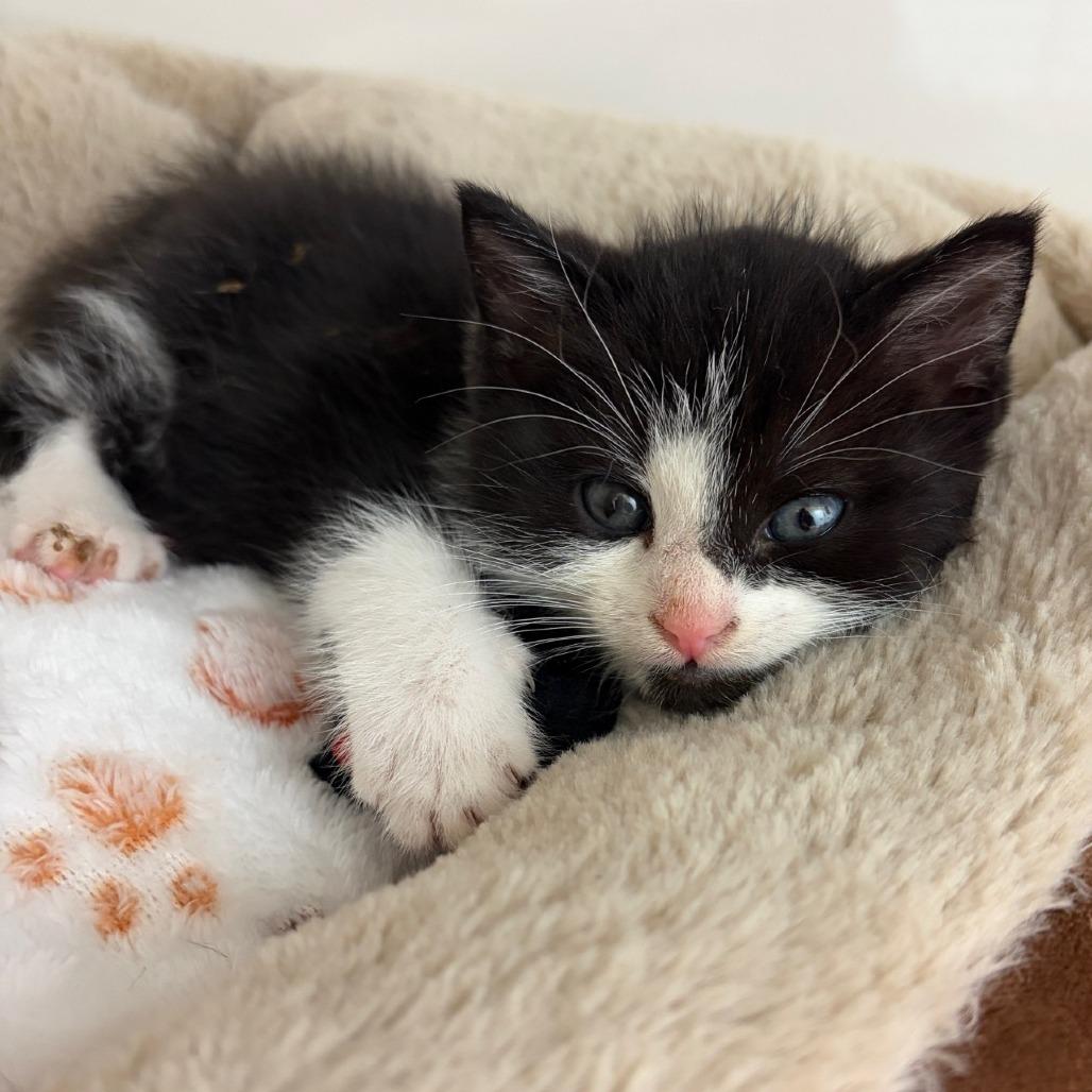 Rascal, Adoptable, Kitten Male Domestic Short Hair.