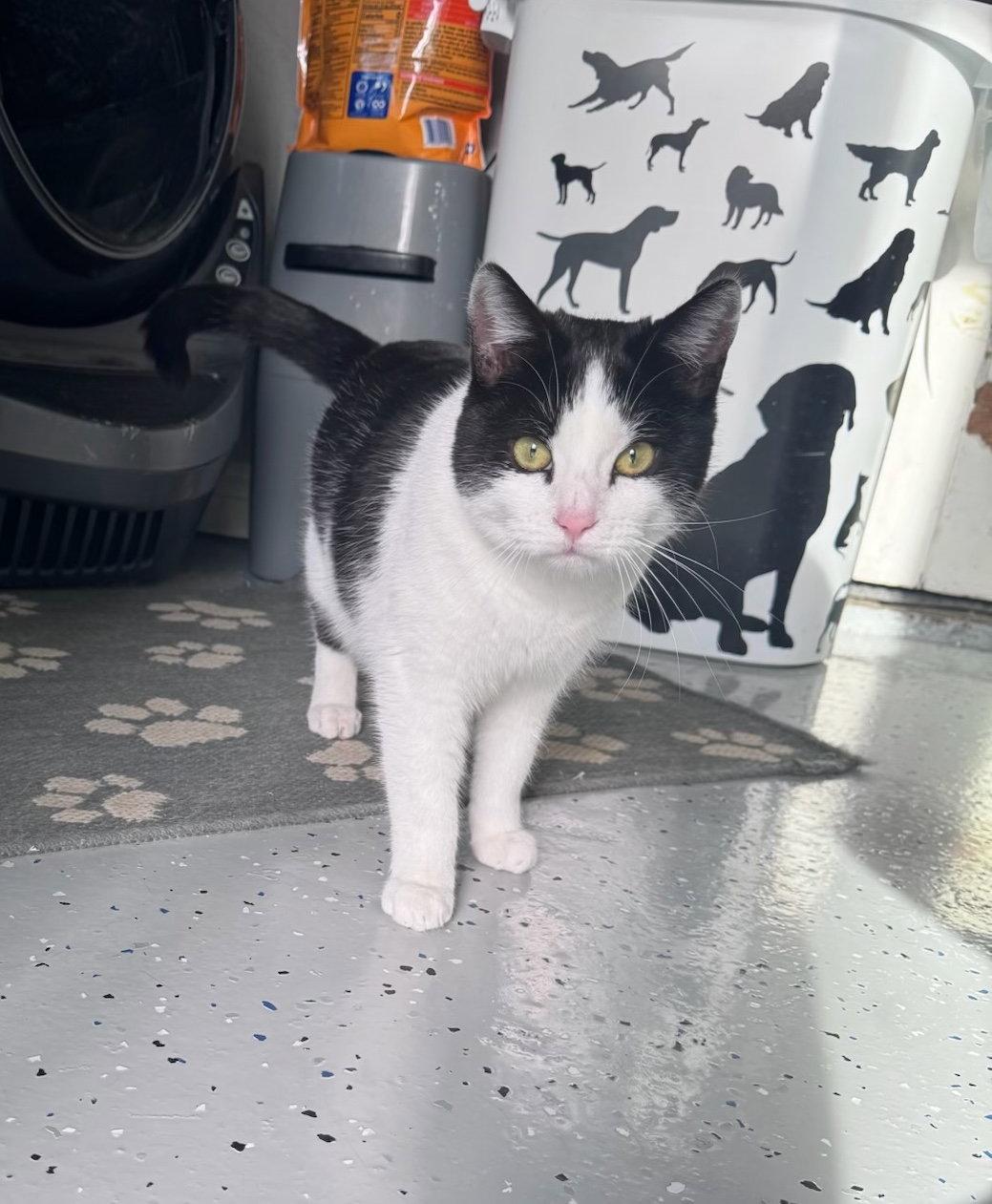Enlarge Chino (& Onix), a Adopted Domestic Short Hair in Castro Valley, CA image 1/2