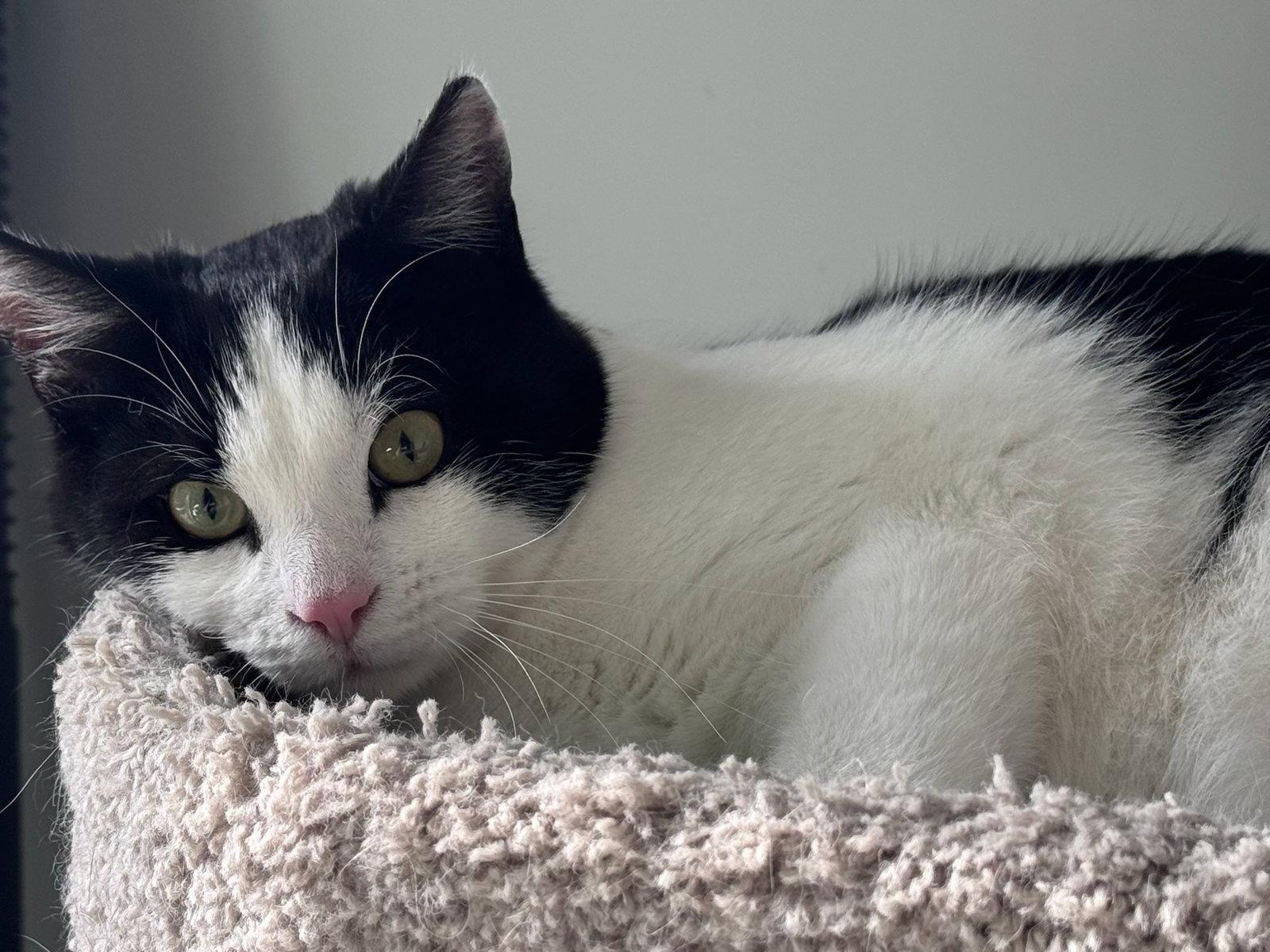 Enlarge Chino (& Onix), a Adopted Domestic Short Hair in Castro Valley, CA image 2/2