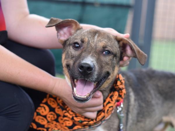 Pongo, Adoptable, Adult Male Mixed Breed.