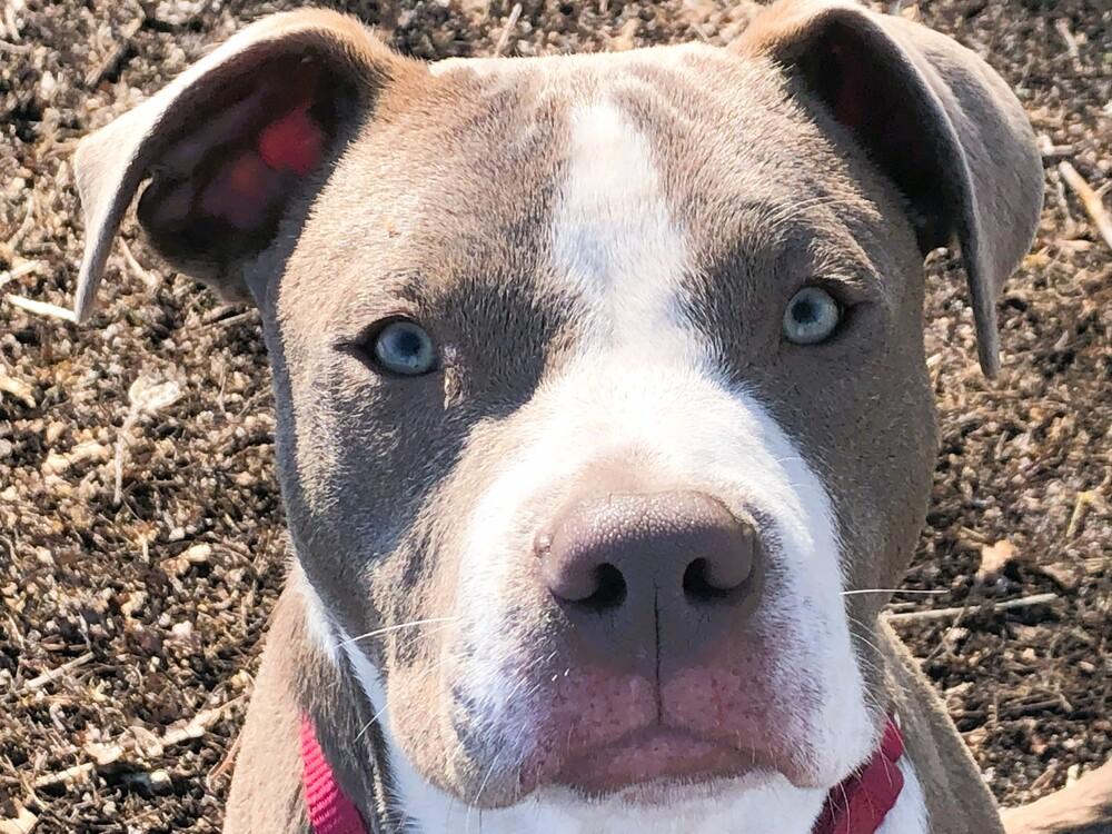 Millie, Adoptable, Young Female American Staffordshire Terrier & Terrier.