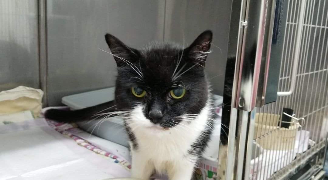 Enlarge Lucy, a Adoptable Domestic Medium Hair in Jaffrey, NH image 1/1