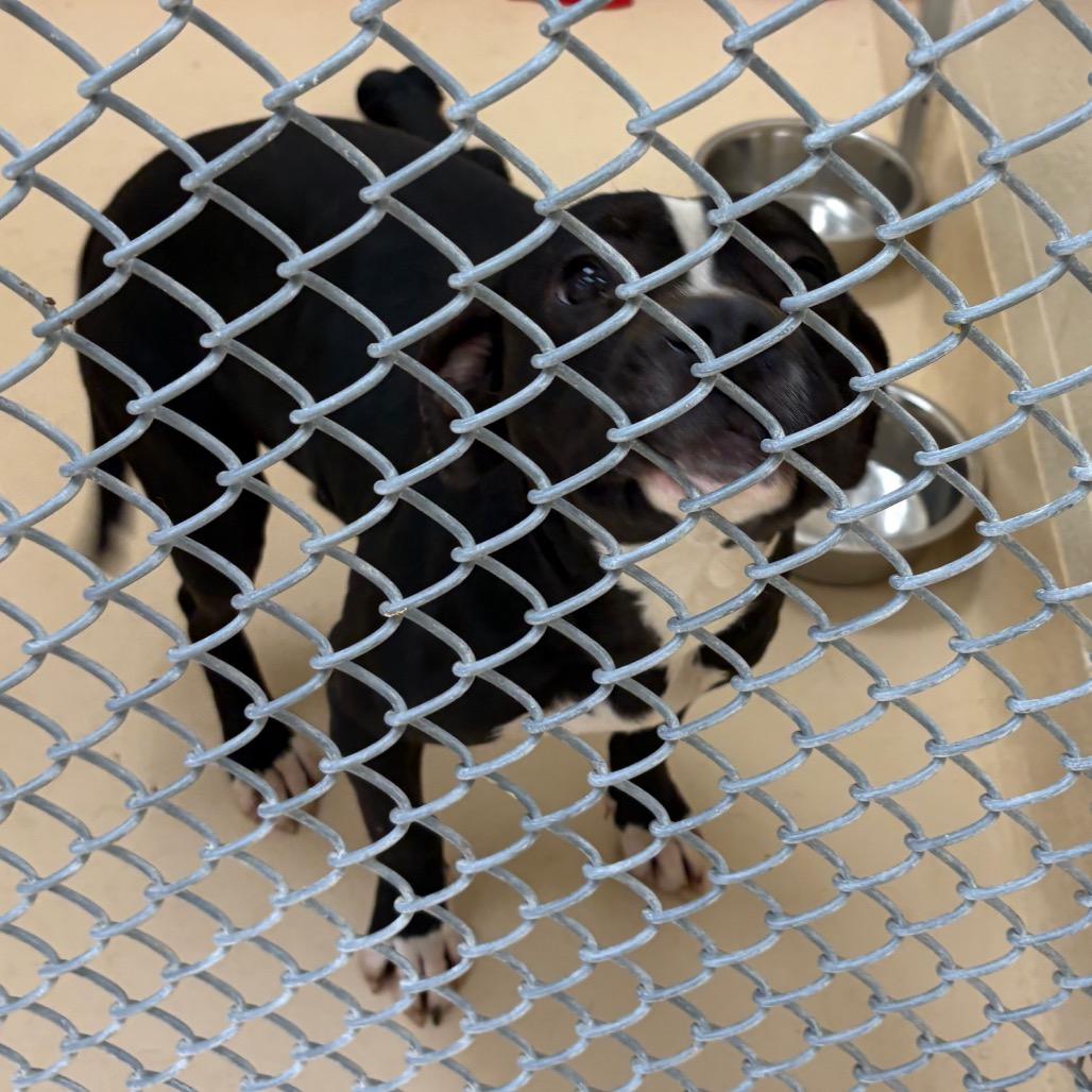 Enlarge Elfie, a Adoptable Mixed Breed in Winston-Salem, NC image 1/2