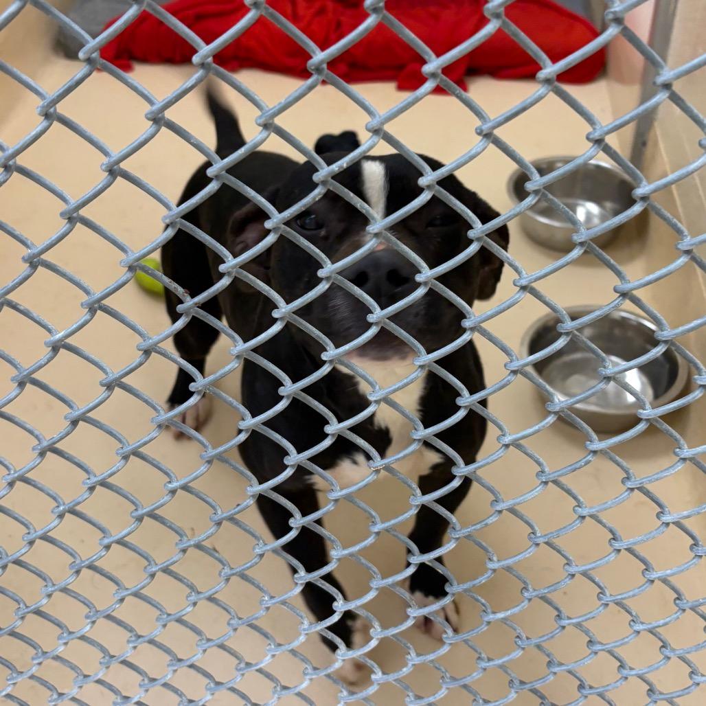 Enlarge Elfie, a Adoptable Mixed Breed in Winston-Salem, NC image 2/2