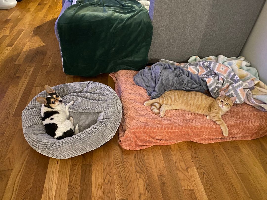 Noodle and Camden (FeLV+) 4