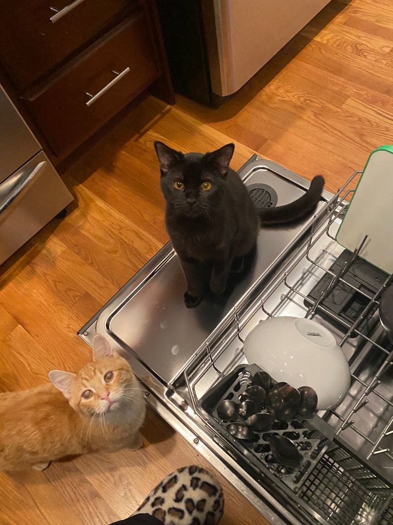 Noodle and Camden (FeLV+) 6