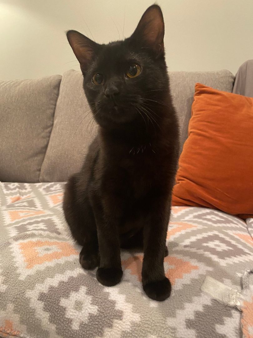 Noodle and Camden (FeLV+) 5