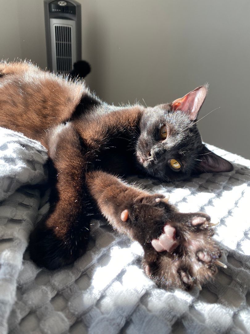 Noodle and Camden (FeLV+) 3