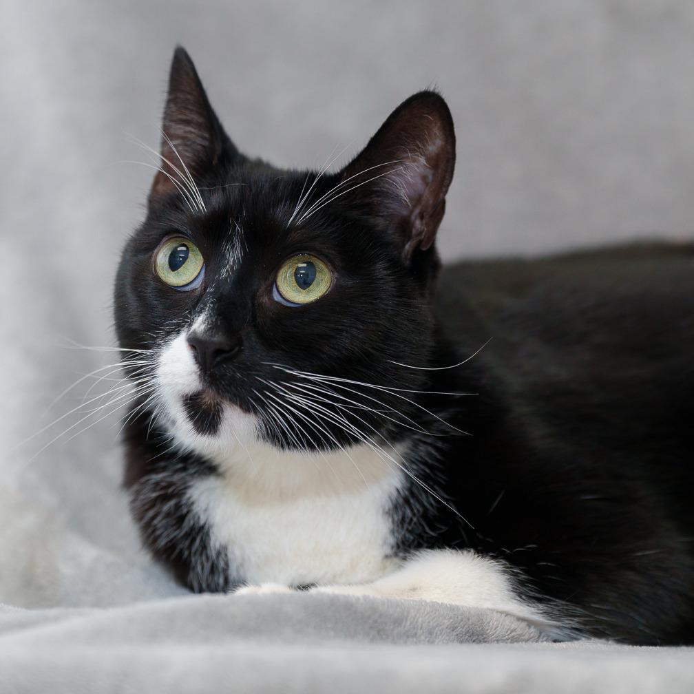 Mamu, Adoptable, Adult Male Domestic Short Hair.