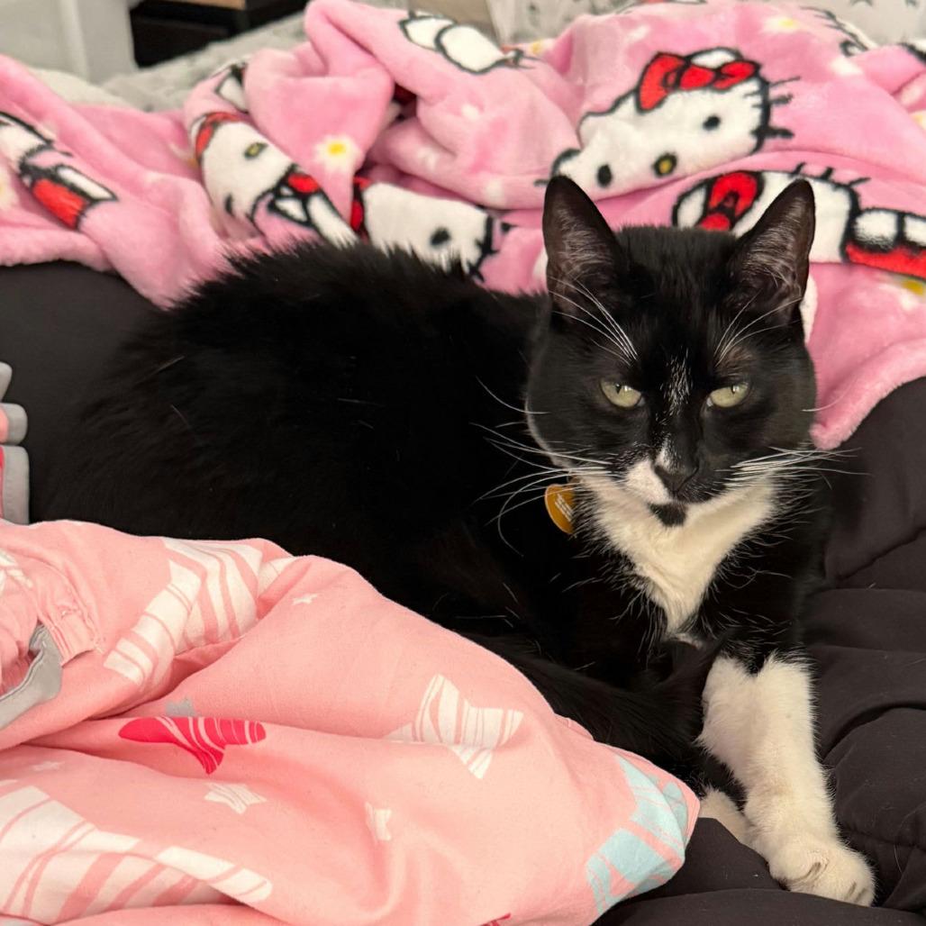 Enlarge Mamu, a Adoptable Domestic Short Hair in Sunnyvale, CA image 2/3