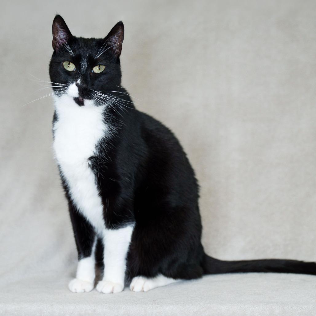 Enlarge Mamu, a Adoptable Domestic Short Hair in Sunnyvale, CA image 3/3
