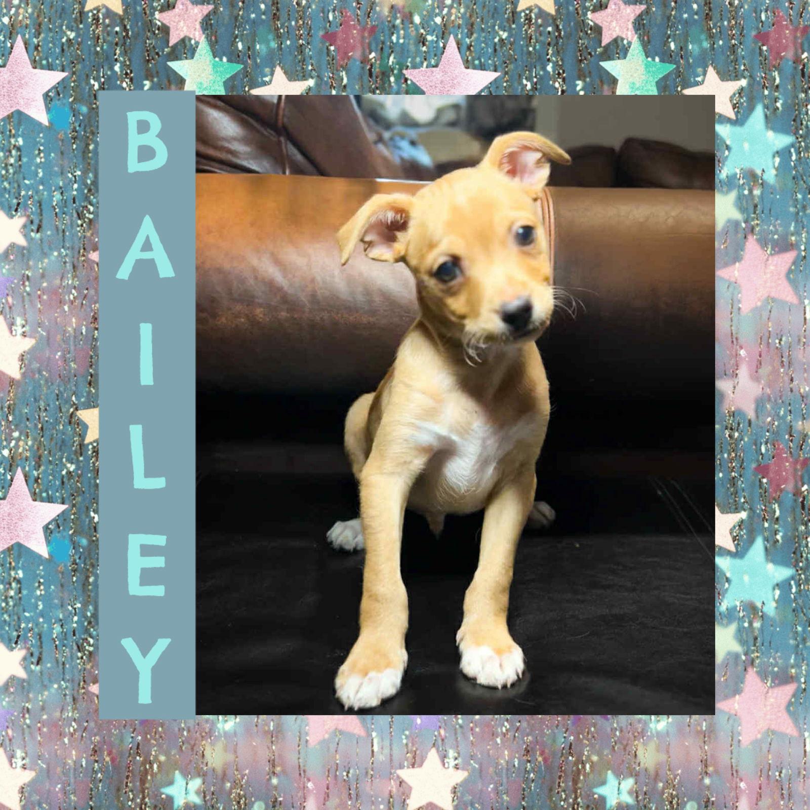 Bailey, Adopted, Young Male Chihuahua.