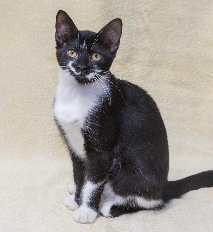 Gracie, a Adoptable Domestic Short Hair in Englewood, NJ image 3/5