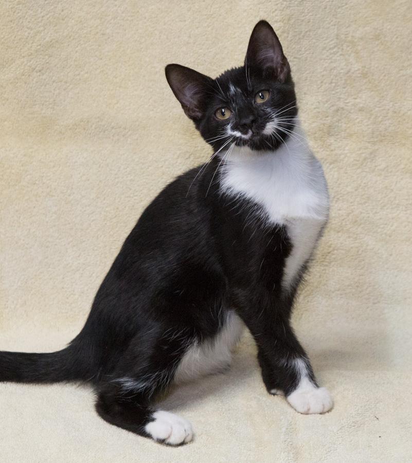 Gracie, a Adoptable Domestic Short Hair in Englewood, NJ image 2/5