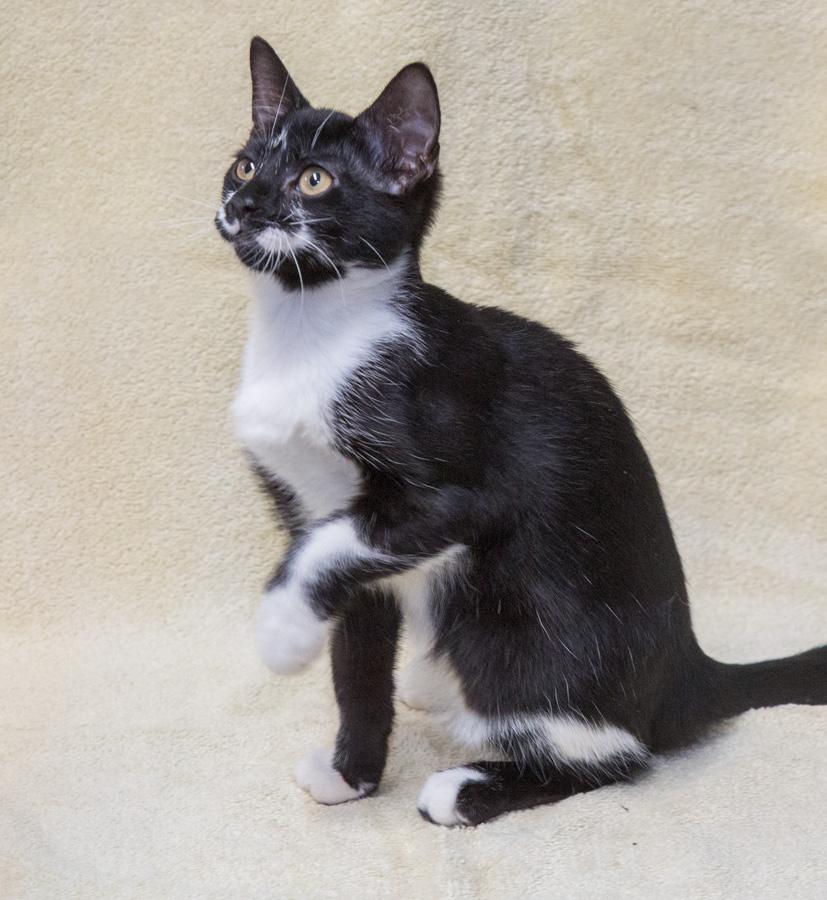 Gracie, a Adoptable Domestic Short Hair in Englewood, NJ image 1/5