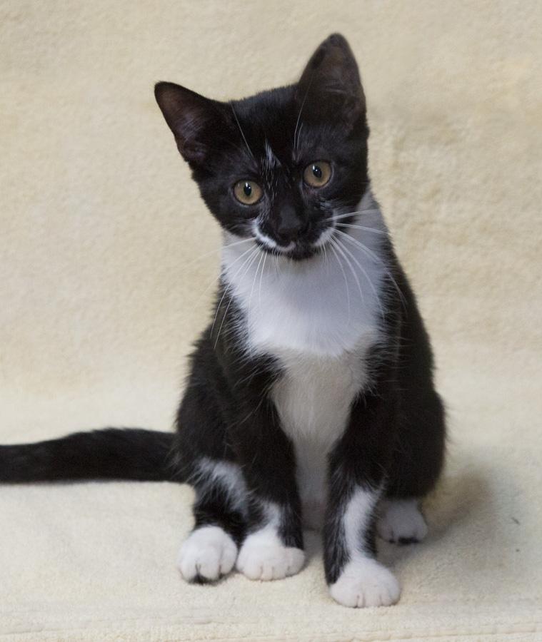 Gracie, a Adoptable Domestic Short Hair in Englewood, NJ image 4/5