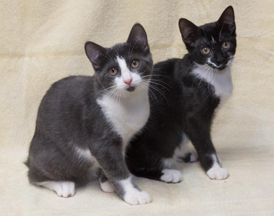 Gracie, a Adoptable Domestic Short Hair in Englewood, NJ image 5/5